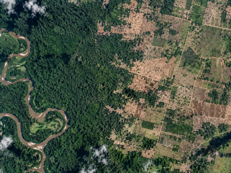 Monitoreo de Cobertura Vegetal y Deforestación